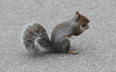 Outono em Nova York – Veja o Central Park no Outono