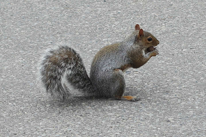 Outono em Nova York – Veja o Central Park no Outono