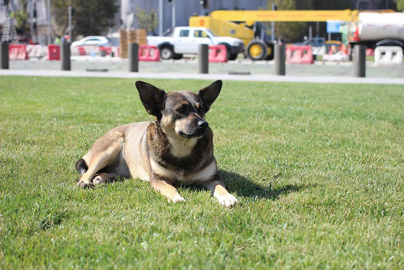Os (grandes) cães de Santiago do Chile