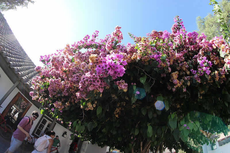 Passeio de bicicleta na vinícola Santa Rita – Santiago do Chile