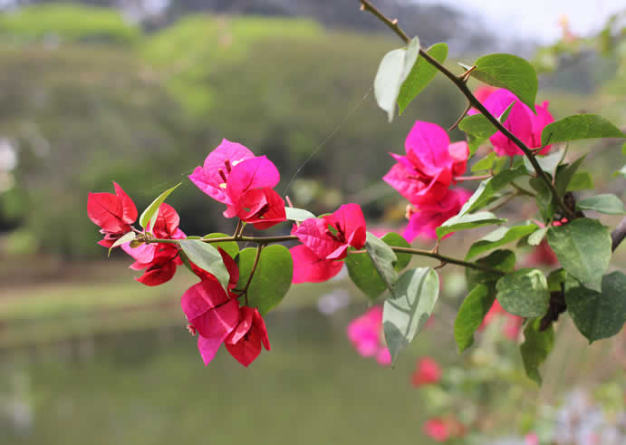 Conheça Parque Ibirapuera – O que fazer por lá?