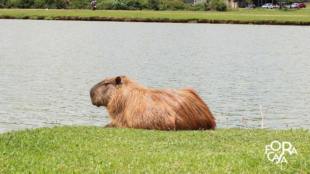 Parque Barigui Curitiba