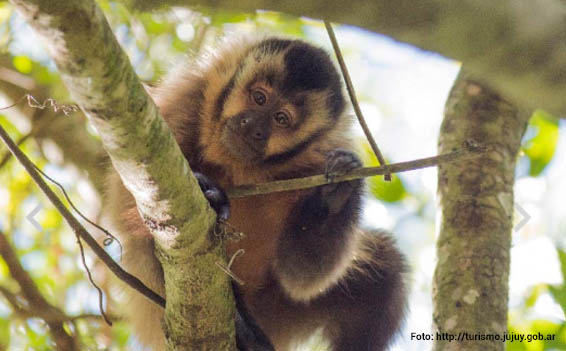 Parque Nacional Calilegua | Jujuy Argentina